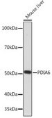 Anti-PDIA6 Antibody, clone 2Q1L1, Rabbit Monoclonal