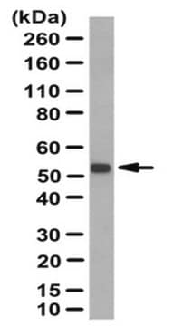 Anti-NOXA1 Antibody from rabbit, purified by affinity chromatography
