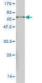 Monoclonal Anti-KIAA0261 antibody produced in mouse clone 2B3, purified immunoglobulin, buffered aqueous solution