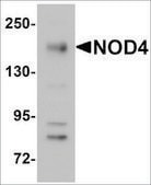 Anti-NOD4 antibody produced in rabbit affinity isolated antibody, buffered aqueous solution