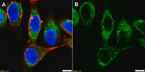 Anti-AHNAK Antibody, clone 1H6 ZooMAb&#174; Rabbit Monoclonal recombinant, expressed in HEK 293 cells