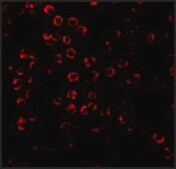 Anti-SODD antibody produced in rabbit IgG fraction of antiserum, buffered aqueous solution