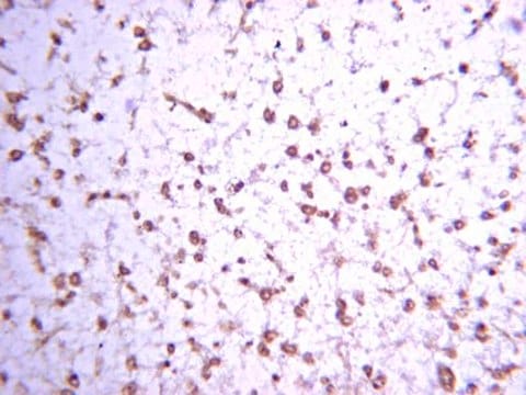 抗脑啡肽，Met抗体 serum, Chemicon&#174;