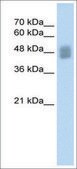 Anti-IRF3 antibody produced in rabbit affinity isolated antibody