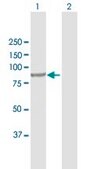 Anti-INPP5B antibody produced in rabbit purified immunoglobulin, buffered aqueous solution