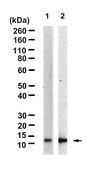 Anti-Histone H2A Antibody, clone 1O19 ZooMAb® Rabbit Monoclonal recombinant, expressed in HEK 293 cells