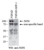 Anti-APP Antibody, AEP-cleaved (585N) serum, from rabbit