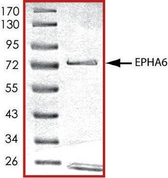 EPHA6 (561-end), active, GST tagged human PRECISIO&#174; Kinase, recombinant, expressed in baculovirus infected Sf9 cells, &#8805;70% (SDS-PAGE), buffered aqueous glycerol solution