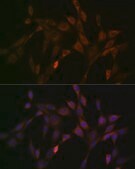 Anti-DNAJC15 Antibody, clone 7D7X7, Rabbit Monoclonal