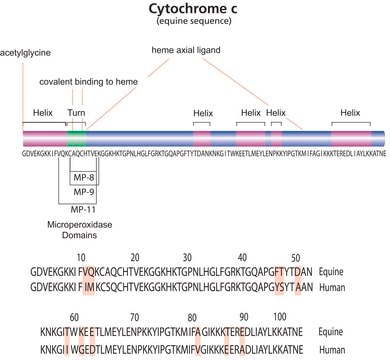 ProteoMass&#8482; Cytochrome c MALDI-MS Standard vial of 10&#160;nmol, (M+H+) 12,361.96&#160;Da by calculation