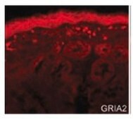 Anti-GRIA2 (AB2) antibody produced in rabbit IgG fraction of antiserum