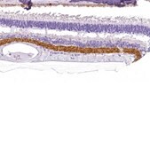 Anti-VGAT antibody produced in rabbit Prestige Antibodies&#174; Powered by Atlas Antibodies, affinity isolated antibody, buffered aqueous glycerol solution