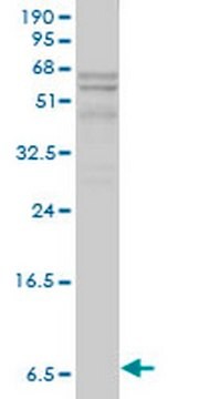 Anti-APOC1 Mouse mAb (2E2-1A3) liquid, clone 2E2-1A3, Calbiochem&#174;