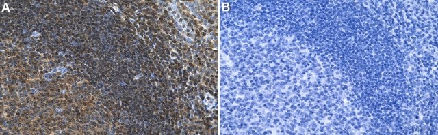 Anti-GRB2 Antibody, clone 1J2 ZooMAb&#174; Rabbit Monoclonal recombinant, expressed in HEK 293 cells