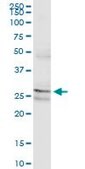 Monoclonal Anti-PAFAH1B2 antibody produced in mouse clone 2F4-1C10, ascites fluid