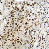 Anti-phospho-WWOX (pTyr33) antibody produced in rabbit affinity isolated antibody