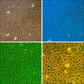 Bovine Brain Microvascular Endothelial Cells: BBMVEC (Cryovial)