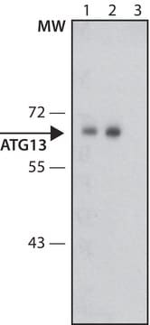Anti-ATG13 antibody produced in rabbit ~1.0&#160;mg/mL, affinity isolated antibody