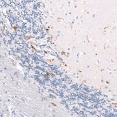 Monoclonal Anti-CD163 antibody produced in mouse Prestige Antibodies® Powered by Atlas Antibodies, clone CL10658, purified antibody (Protein A)