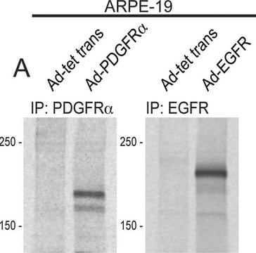Anti-EGFR Antibody, neutralizing, clone LA1 clone LA1, Upstate&#174;, from mouse