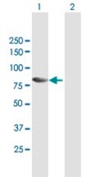 Anti-MAP3K7IP2 antibody produced in mouse purified immunoglobulin, buffered aqueous solution