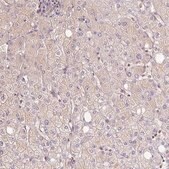 Anti-BLMH antibody produced in rabbit Prestige Antibodies&#174; Powered by Atlas Antibodies, affinity isolated antibody, buffered aqueous glycerol solution