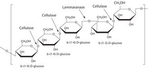 Driselase™ from Basidiomycetes sp. powder, Protein ≥10 % by biuret