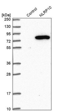 Anti-NLRP10 antibody produced in rabbit Prestige Antibodies&#174; Powered by Atlas Antibodies, affinity isolated antibody, buffered aqueous glycerol solution