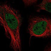 Anti-THOC3 antibody produced in rabbit Prestige Antibodies® Powered by Atlas Antibodies, affinity isolated antibody, buffered aqueous glycerol solution