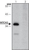 Anti-MTCH2 (104-115) antibody produced in rabbit IgG fraction of antiserum