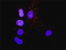 Anti-CRK antibody produced in rabbit purified immunoglobulin, buffered aqueous solution