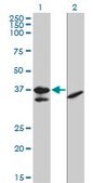 Monoclonal Anti-TCF19 antibody produced in mouse clone 6D8, purified immunoglobulin, buffered aqueous solution