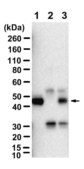 Anti-c-Maf Antibody, clone 2D16 ZooMAb® Rabbit Monoclonal recombinant, expressed in HEK 293 cells