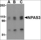 Anti-NPAS3 antibody produced in rabbit affinity isolated antibody, buffered aqueous solution