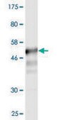 Monoclonal Anti-CD58 antibody produced in mouse clone 3B12-D5, purified immunoglobulin, buffered aqueous solution