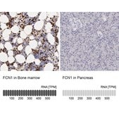 Anti-FCN1 antibody produced in rabbit Ab2, Prestige Antibodies® Powered by Atlas Antibodies, affinity isolated antibody, buffered aqueous glycerol solution