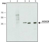 Anti-HOXC8 antibody produced in rabbit ~1.0 mg/mL, affinity isolated antibody, buffered aqueous solution