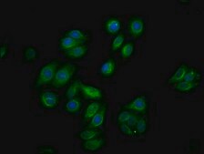 Anti-phospho-RAF1 (S259) antibody, clone 4C9, Rabbit Monoclonal recombinant, expressed in HEK293F cells