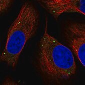 Anti-TMEM181 antibody produced in rabbit Prestige Antibodies® Powered by Atlas Antibodies, affinity isolated antibody, buffered aqueous glycerol solution