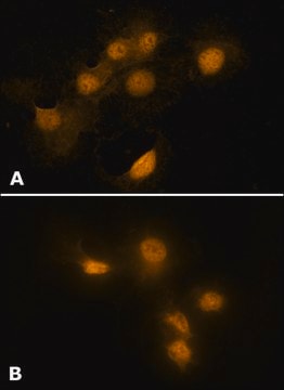 Anti-HMGB1 (HMG1) (N-terminal) antibody produced in rabbit affinity isolated antibody, buffered aqueous solution