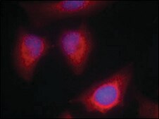 Anti-PRKCQ (Ab-676) antibody produced in rabbit affinity isolated antibody