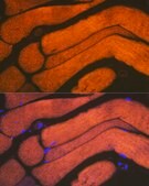 Anti-ACTN3 Antibody, clone 4H7E6, Rabbit Monoclonal