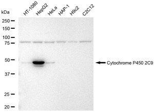 Anti Cytochrome P450 2C9 Antibody, clone 23GB5885, Rabbit Monoclonal clone 23GB5885, recombinant rabbit monoclonal, expressed in HEK293 cells