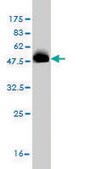 Monoclonal Anti-SCAND1 antibody produced in mouse clone 2F11, purified immunoglobulin, buffered aqueous solution