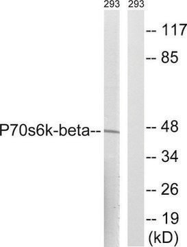 Anti-p70 S6 Kinase &#946;, C-Terminal antibody produced in rabbit affinity isolated antibody