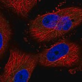 Anti-AUNIP antibody produced in rabbit Prestige Antibodies® Powered by Atlas Antibodies, affinity isolated antibody, buffered aqueous glycerol solution