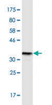 Monoclonal Anti-TNFRSF25 antibody produced in mouse clone 1H2, purified immunoglobulin, buffered aqueous solution
