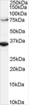 Anti-ORC3L antibody produced in goat affinity isolated antibody, buffered aqueous solution