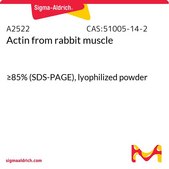 肌动蛋白 来源于兔肌肉 ≥85% (SDS-PAGE), lyophilized powder
