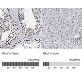 Anti-RALY antibody produced in rabbit Prestige Antibodies® Powered by Atlas Antibodies, affinity isolated antibody, buffered aqueous glycerol solution